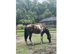 9 year old Male Paint Quarter Horse