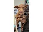 Adopt Evilyn a Mixed Breed