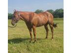 Beautiful 5 yr old mare