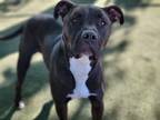 Adopt LUCY a Pit Bull Terrier