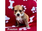 Adopt Preston a Dachshund, Beagle