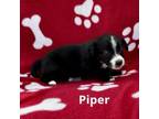 Adopt Piper a Dachshund, Beagle