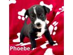 Adopt Phoebe a Dachshund, Border Collie