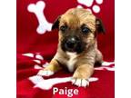 Adopt Paige a Dachshund, Beagle