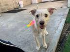 Adopt LILLI-ROSE a Parson Russell Terrier