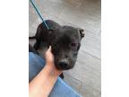 Adopt MIKO a Pit Bull Terrier