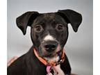 Adopt PEPPA a Pit Bull Terrier, Mixed Breed