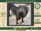 Adopt Marty a Mixed Breed