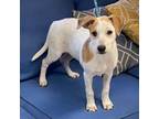 Adopt Molly a Yellow Labrador Retriever, Beagle