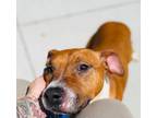 Adopt AC28670 (Cassie) a Boxer, Pit Bull Terrier