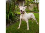 Adopt Spuds a Mixed Breed, Bull Terrier