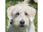 Adopt Lauren a Poodle, Wheaten Terrier