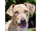 Adopt Dixie a Catahoula Leopard Dog, Yellow Labrador Retriever