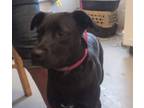Adopt Rayven a Black Labrador Retriever, Beagle