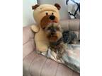 Adopt Gracie a Yorkshire Terrier