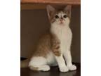 Adopt Noodle a Domestic Short Hair