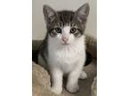 Adopt Jester a Domestic Short Hair, Tabby