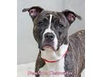 Adopt Penelope Clearwater a American Staffordshire Terrier, Mixed Breed