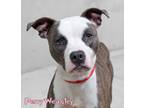 Adopt Percy Weasley a American Staffordshire Terrier, Mixed Breed