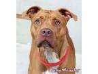 Adopt Ginny Weasley a Pit Bull Terrier, Mixed Breed
