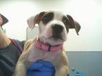 Adopt APPLE a Pit Bull Terrier, Mixed Breed
