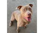Adopt Xenia-H3-HOLD a Pit Bull Terrier