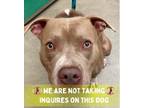 Adopt Hearts A Pit Bull Terrier, Mixed Breed