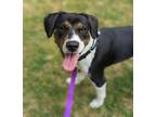 Adopt Holly a Beagle, Mixed Breed
