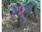 Adopt BELLA a Pit Bull Terrier, Mixed Breed