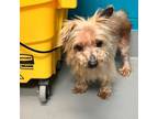 Adopt Fluffy a Yorkshire Terrier