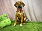 Adopt Penny a Black Mouth Cur, Mixed Breed