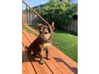Adopt Maple a Mixed Breed