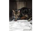Adopt McGriddle a Domestic Short Hair