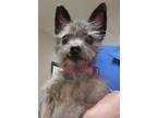 Adopt Trixie a Yorkshire Terrier, Mixed Breed