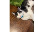 Adopt Pablo Picasso a Domestic Short Hair