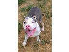 Adopt BO a Staffordshire Bull Terrier, Mixed Breed