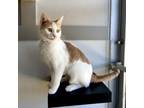 Adopt Whipit a Domestic Short Hair