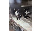 Adopt Two Ladies a Domestic Short Hair