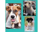 Adopt The Adorable P Pups Heading Your Way! a Mixed Breed