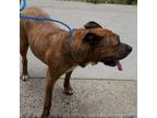 Adopt Franklin a Mixed Breed