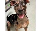 Adopt Majesty a Mixed Breed