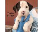 Adopt Tickles a Pit Bull Terrier