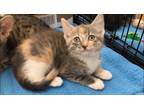 Adopt Peppermint Patty a Domestic Short Hair, Calico