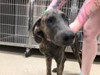 Adopt CHER a Great Dane, Mixed Breed