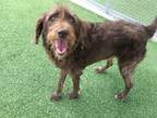Adopt MARSHA a Wirehaired Pointing Griffon, Mixed Breed