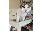Adopt Zoey a Extra-Toes Cat / Hemingway Polydactyl