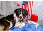 Adopt Mable a Border Collie