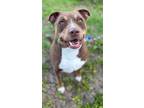 Adopt Simba a American Staffordshire Terrier