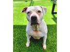 Adopt Chevy 792-22 a American Staffordshire Terrier, Mixed Breed