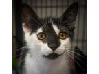 Adopt Weezy a Domestic Short Hair